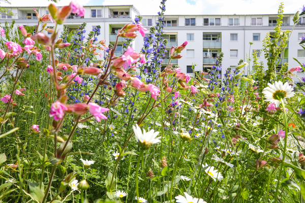 Vorreiter: Im SAGA-Quartier Rahlstedt blüht bereits eine Wildblumenwiese. | © Andreas Bock