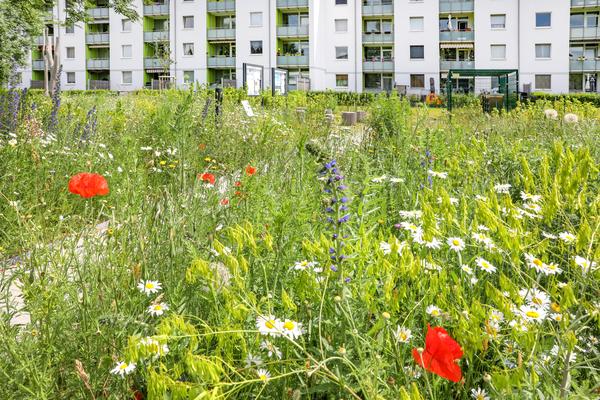 Wildblumenwiese | © Andreas Bock