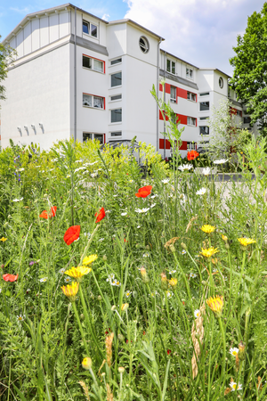 Wildblumenwiese | © Andreas Bock