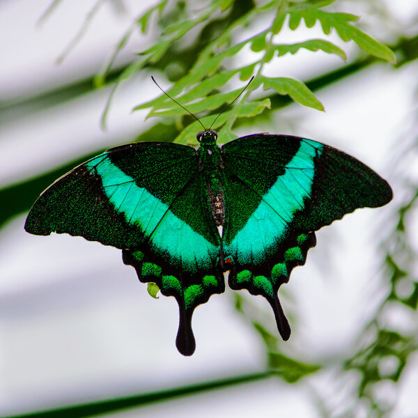 Schmetterling | © Adobe Stock