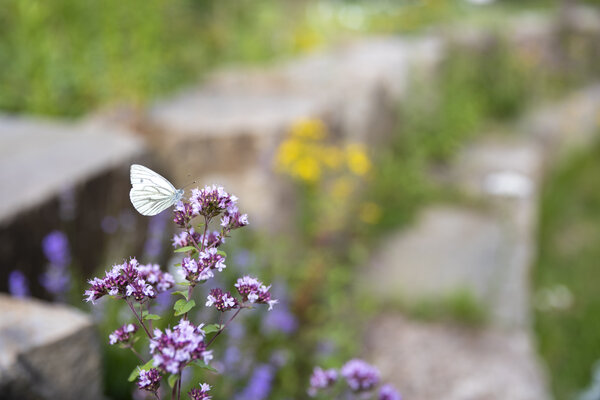 Ein Schmetterling sitzt auf einer lila Blume | © Philipp Reiss