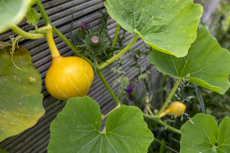 Zucchini aus dem NaturErlebnisGarten Wilhelmsburg | © Philipp Reiss