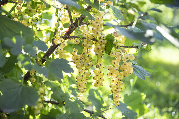 Im Garten Hegen wachsen auch Johannisbeeren | © Philipp Reiss